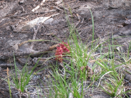 There were lots of snow plants in this area. Past their prime, but alive nonetheless. That means there were snow patches here not long ago. And it's August 1st!