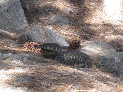 So, I'm walking down the trail in my end-of-day tortured zoned-out zombie state and a couple people coming up the trail ask "Did you see a big rattlesnake up there? Someone said to look out for it". I said "Nope, didn't see one". They continued up the trail, and not more than 30 feet up the trail, right where I had just walked, was a big rattler just off the side of the trail. It was mellow until they started talking and then it coiled up and got pissed. I was surprised how beefy it was.