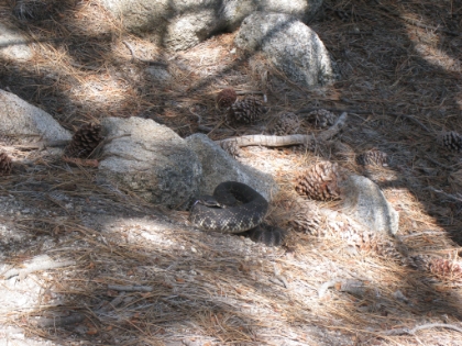 The other picture had a bit of zoom, this one is from the middle of the trail. The perfect way to see a great rattler specimen. Just glad it wasn't on the trail. I'm not sure whether it's good or bad that I didn't wake it up when I walked by.