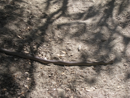 Just a little while later... another snake! I almost stepped on this one before I saw it. Not a rattler (I hope), but I was still a bit jumpy from the last one. Aside from that, I made it back to the car just a bit before 5:30pm. Definitely not quite as dark as the last time I came down!