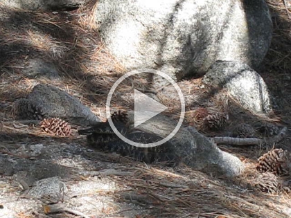 Video version with sound for the full effect. Some guy threw a pine cone at it, I guess trying to get it to move further away from the trail.