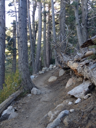 Picture perfect single track on this portion of the trail. I definitely need to come up here again for a run.