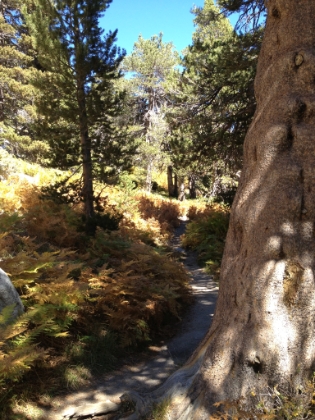 Wellman's Cienga. One of my favorite places in all of Southern CA. A solid fern forest for a couple of miles. Last time it was deep, lush green as far as the eye could see. This time, later in a very dry year, it's starting to brown out. But it made for a great color combination.