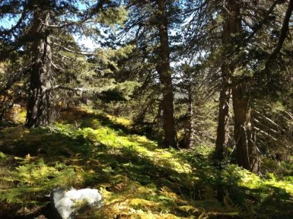 Still lots of green.