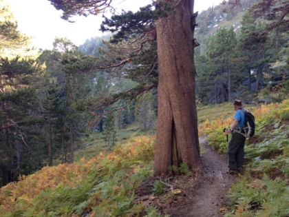 Late afternoon in Wellman's Cienaga.