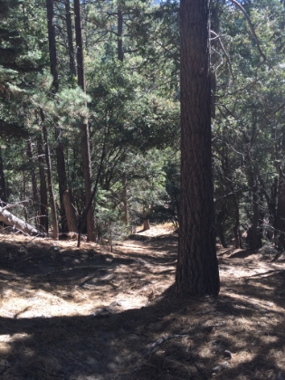 The trail starts in dense oak woods then transition into pine forest.