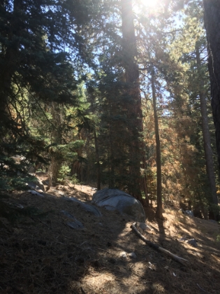 Some of the best singletrack I've been on in a while.