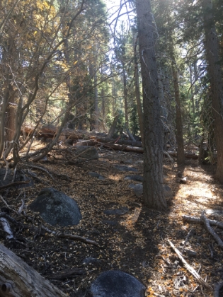 A ranger had been through recently (maybe the volunteer that I saw?) marking the trail with pink ribbons. They annoyed me at first, but I was grateful for them later!
