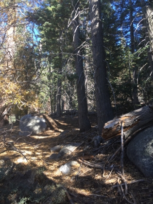 Absolutely perfect trail. Just barely able to follow without ever really losing it.