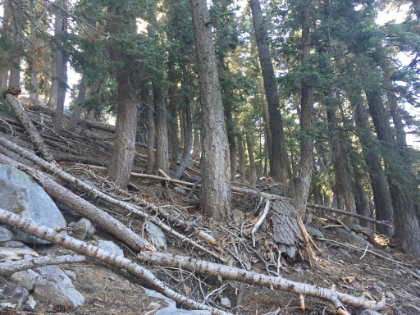 I'm not sure if the trees lean from the wind or to get more light, but it looks cool.