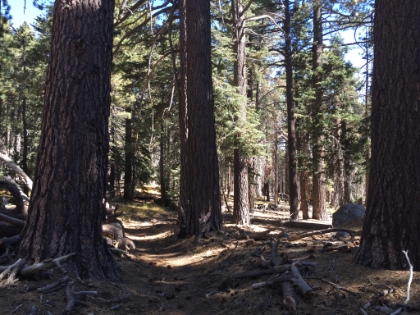 As soon as you reach the junction, the majority of the traffic continues on either to the San Jacinto summit or directly to Tahquitz Peak. Noone heads out to the meadows. The trail instantly feels more remote, and I didn't see a single person.