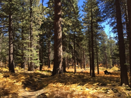 The colors go on for quite a ways.