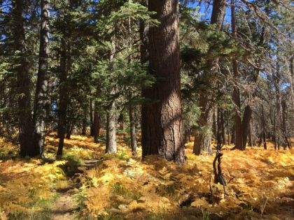 The trail is almost overgrown here, clearly very little foot traffic. Amazing considering how crowded the trail was on the other side of the junction.
