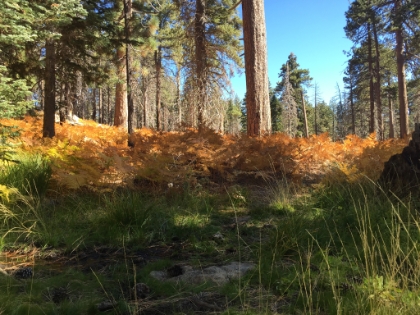 Some areas were still wet making for a sharp contrast between greens and oranges.