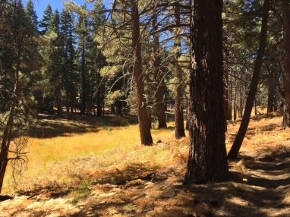 So I decided to head out to Tahquitz Peak instead. It was great trail, so not much of a letdown.