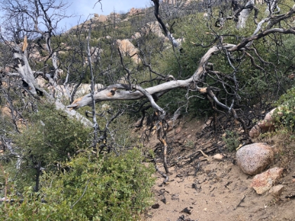 This area was wiped out by the fire in 2013. The chapparal has all grown back, but the oaks have not. And there was quite a bit of treefall from the recent winds.