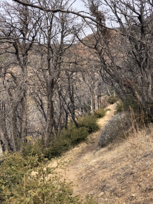 There was probably some great tree cover before the fire.