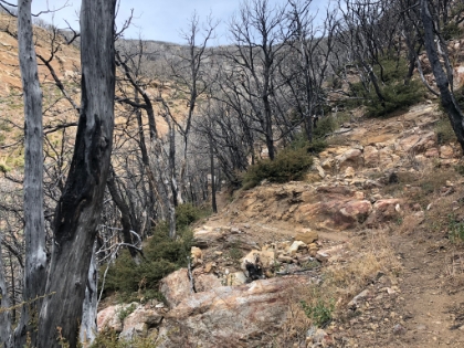 Another look at the singletrack winding through what used to be oak forest.
