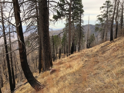 Starting to head down the PCT on the other side. I've passed the little use trail to the Spitler Peak summit, so I have to backtrack. This area must really be green in the Spring.