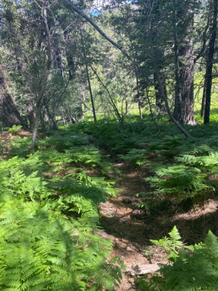 The trail starts out as not maintained but easily followable.