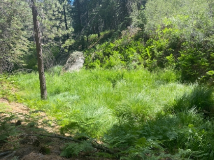 Then quickly disappears. That little break in the grass up ahead is typical of the only clues where the trail is.