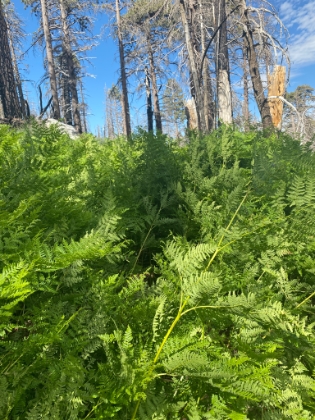 That's the trail through there.