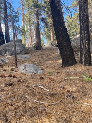 Sometimes the trail is just a slight depression in the pine needle covering. This area definitely reminds me of Seven Pines.
