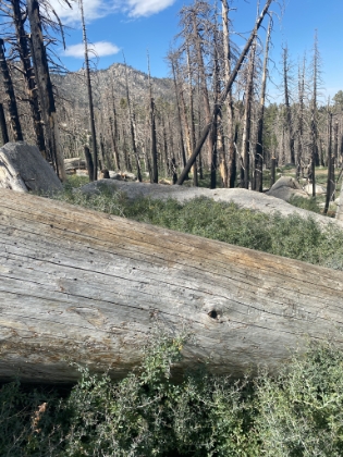 At some point, the trail disappeared into a field of thorny bramble. My legs were already getting scraped to shreds, I was short on time, and I was doubtful I could find my way back without the GPS. So I decided to call this my turnaround point.