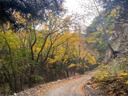 Who says SoCal doesn't have Fall colors!?