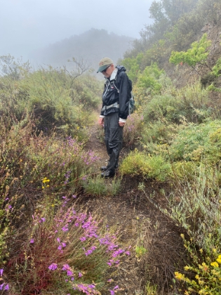The wildflowers are showing their Lakers playoff spirit.