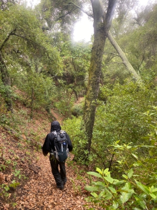 The rain is getting a little heavier, and it really heightens the bright greens.
