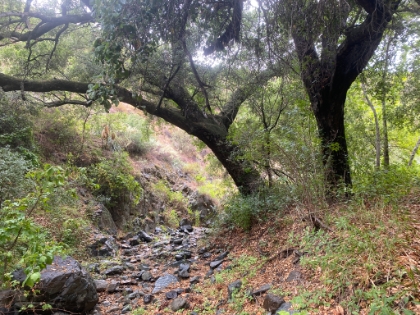 This picturesque spot would end-up being our turnaround point for the day. The trail just disappears in the foliage not far past here.
