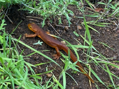 We saw a few of these cool Salamander looking things.