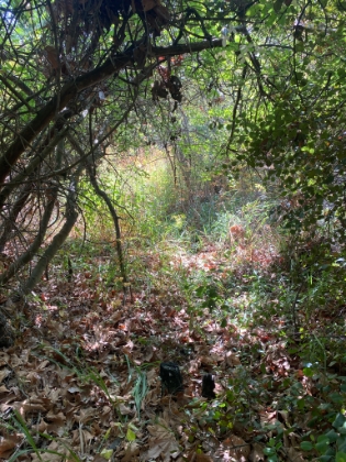 We decided to call it a day at 10 miles in. I went a little bit further past our turnaround spot, and this is what the trail looked like. Definitely looks like we were getting very close to the other side of where we lost the trail a few weeks before. And I picked-up another tick this trip, probably from these deep leaves again.