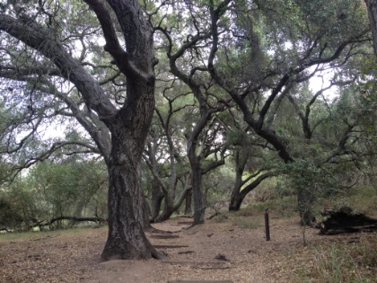 The campgrounds at Trippet Ranch.