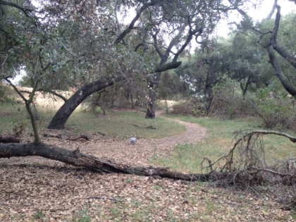 A wild turkey! A bizarre encounter.