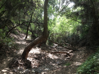 The Santa Ynez trail doesn't get too much traffic, and this offshoot gets almost none.