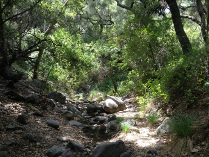 Almost always green, even in a dry year.