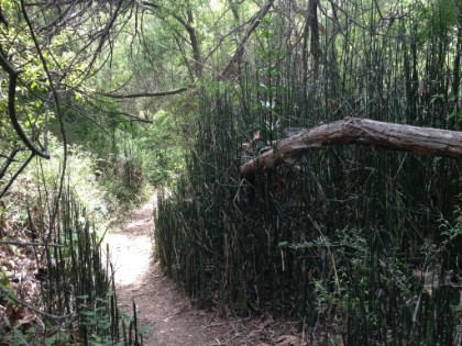 A grove of horsetail. I'm not sure if this trendy plant is native here or not.