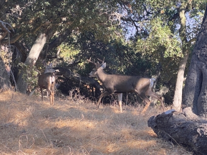 A whole family of deer.