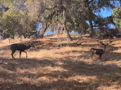 They're getting more scarce around here, so it's great to see several of them at once.