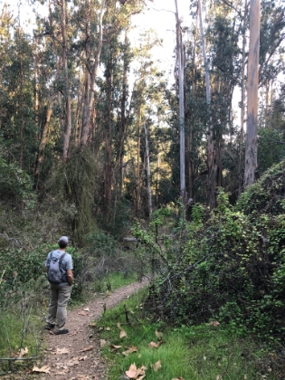 Dad's photo of me checking out the grove of Eucalyptus(?) trees.