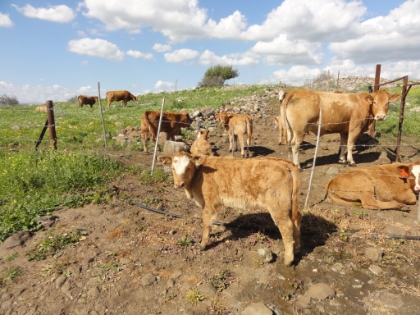 Some cows chillin' alongside the trail. This one got loose outside the fencing somehow. I hope it's able to get back in.