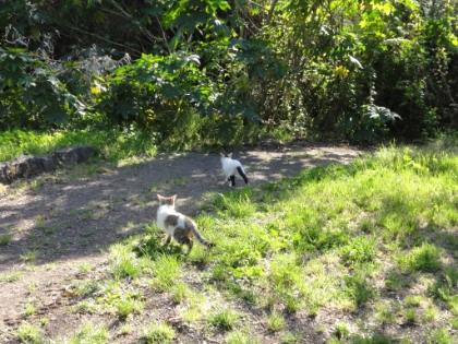Where you would expect to see squirrels, there are stray cats.