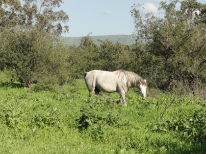 A random horse hanging out alongside the trail. No fencing between me and the horse. I can't say I've come across that when trail running before. I'm beginning to fear that the trail I'm following was just made by him.