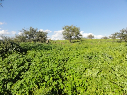 This is the "trail". Almost entirely un-maintained. I just kept heading for the trail markers when I saw them. Wandering through this type of trail is tough enough back home. But the concern of getting delayed or lost in Israel, when I had a plane flight that night, and the airport was still a 3-4 hour drive away, definitely added some tension.