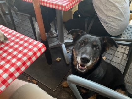 Later in the evening, we have dinner on Avenida Providencia. Stray dogs are everywhere throughout the cities in both Argentina and Chile. This guy knew exactly how to beg without being aggressive enough to get himself kicked out. Then it was time to head back to the hotel for the night.