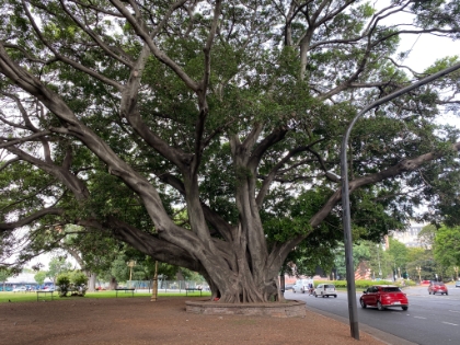 There's an amazing old tree across the street.