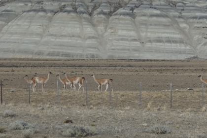 There are guanacos everywhere along the road. The guanaco is related to the llama, is quite cute, and is very graceful running and jumping.