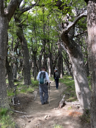 Dad and our guide Cecilia walking through the forest of Lenga trees.